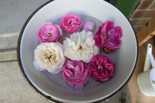 Collection of Roses 500