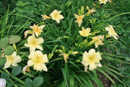 HP Hemerocallis Iron Gate Glacier