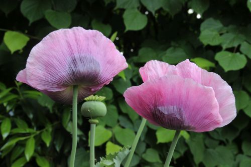 HP Mauvepoppy