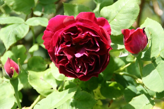 Baron Girod de L`Ain