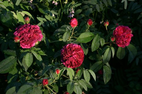 Bizzare Triomphant 500