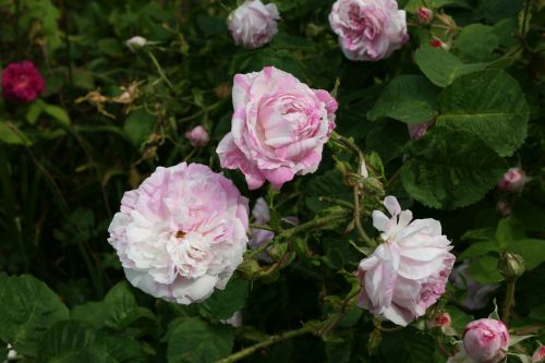 Chateau de namur 500 3