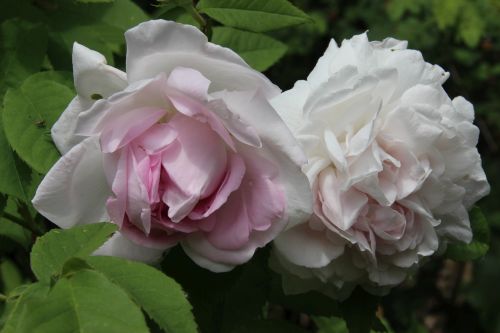 duchesse-d-angouleme-500-2