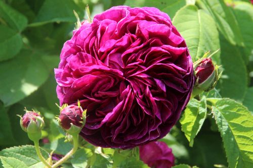 HP Charles de Mills 2