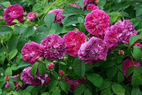 HP Charles de Mills 500