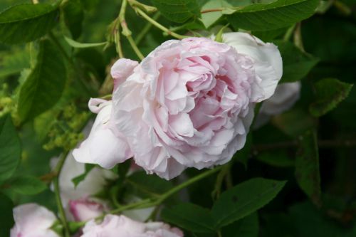 HP Duchesse de Angouleme