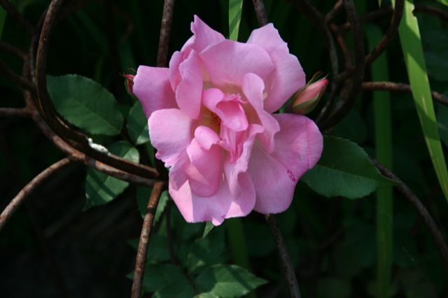 Mme Laurette Messimy