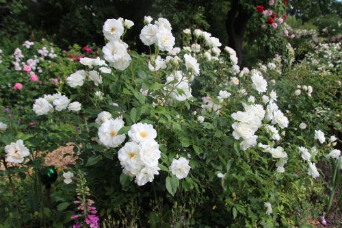 Schneewittchen 500 4