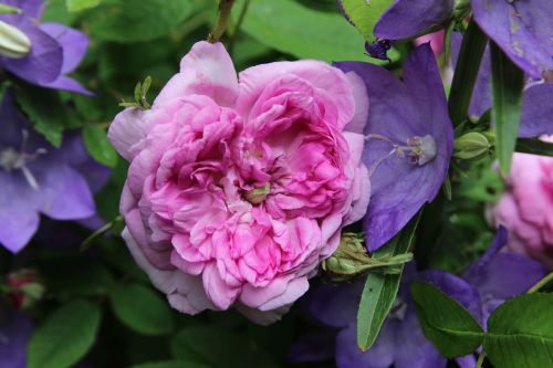 Anais Segalas 500 II