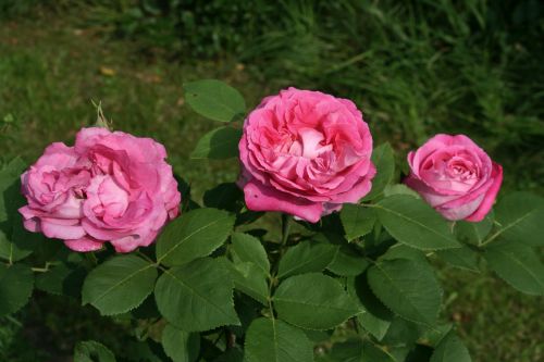 HP Baronne Adolphe de Rothschild