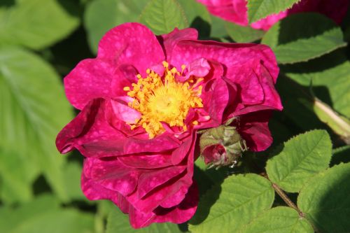 alain-blanchard-500-2