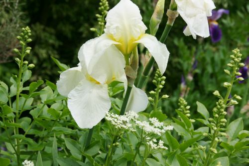 HP Iris Barbata Lugano+Dictamus 500