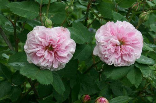 HP Souvenir de Mme Auguste Charles