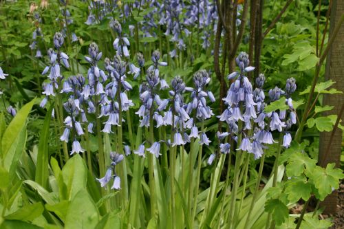 HPHasenglöckchen 500