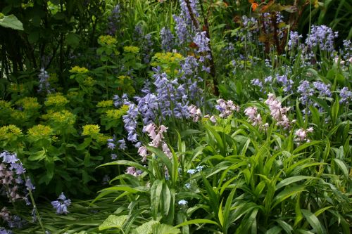 Hasenglöckchen +Wolfsmilch