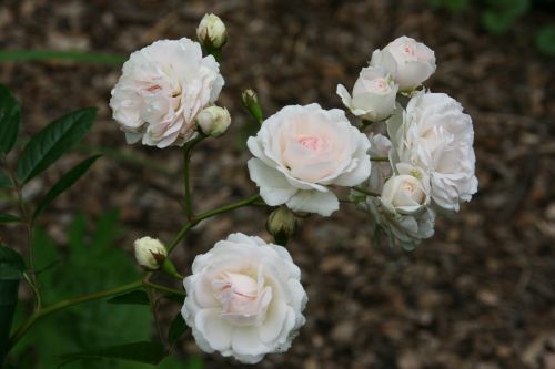 Marie-Jeanne 500