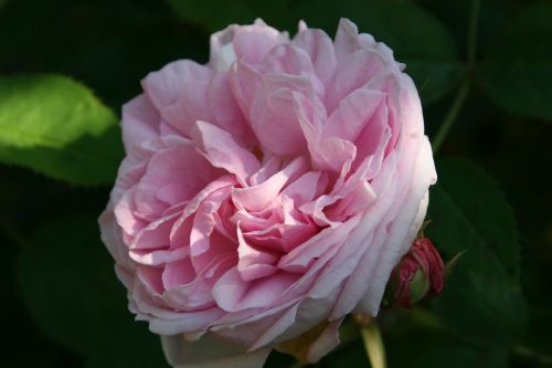 Mme Edouard Ory 500