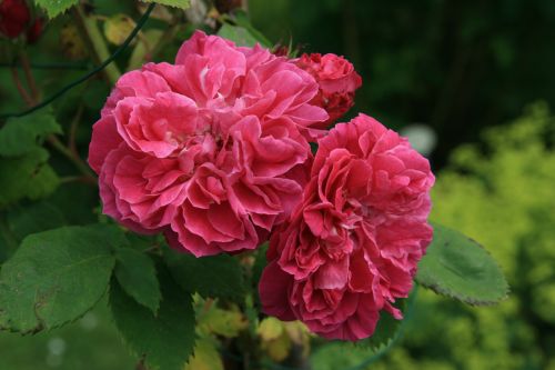 Mme de Sevigne 500