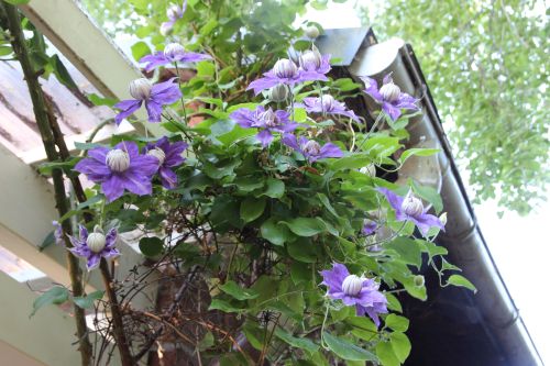 Beauty of Worcester 500