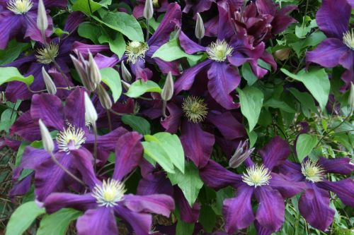 Clematis Jackmanii 500