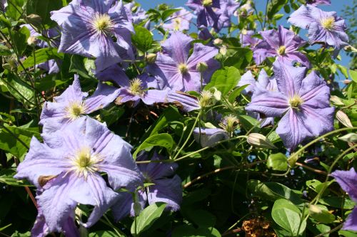 Clematis Perle d' Azur 500