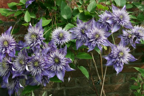 HPClematis Multiblue