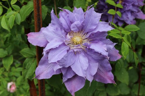 Vivyan Pennell 500 II