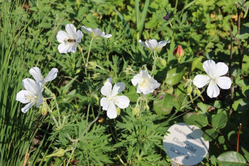 geranium-praet-album-500