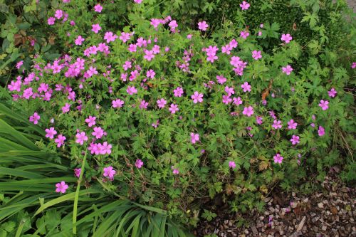geranium-endressiii-500