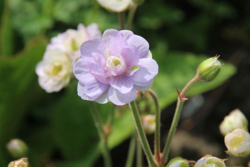geranium-summer-skies-500