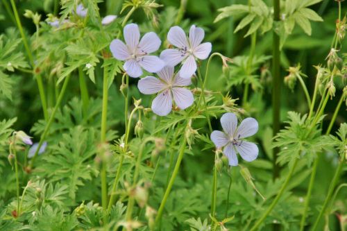 hp-geranium-blue-cloud-500